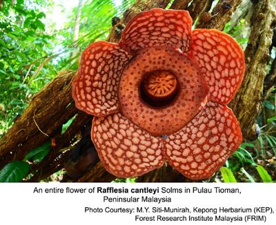 Rafflesia cantleyi Solms